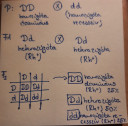 Biologia – megoldás kép 1