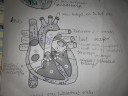SOSS biologia – megoldás kép 1