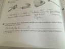 Mediterrán tápláléklánc – megoldás kép 1