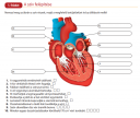 SOS BIOLOGIA – feladat kép 2