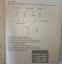 Emelt Biológia – feladat kép 5