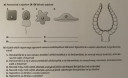 Biológia  – feladat kép 1